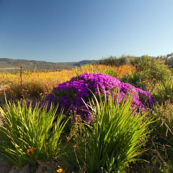 Landscape with magnificent flowers and plants - square