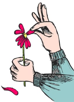 Hands plucking off the petals of a red flower on white background. Vector available