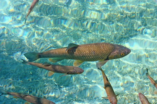 Big trout swimming in crystal clear water of Plitvice Lakes