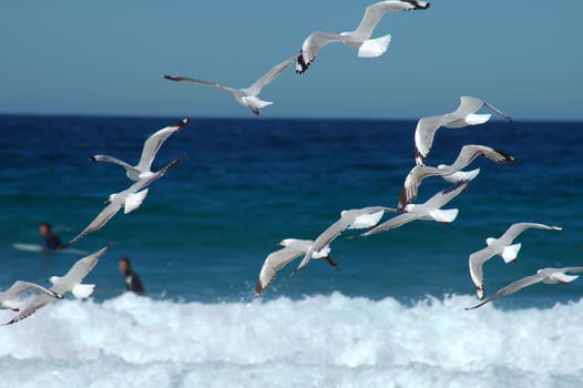 several sea-gulls flying near coastline, defocused surfers in background