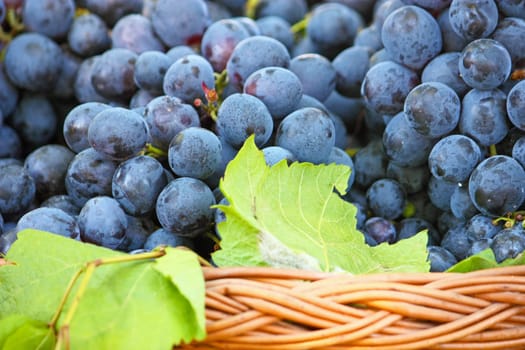 Ripe black  grapes in a woven basket