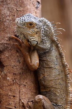 Green iguana (brown specimen)