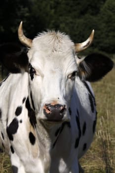 Black & White Cow
