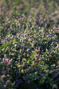 Clover meadow