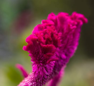 Bright red cockscomb flowers against blurred greed background