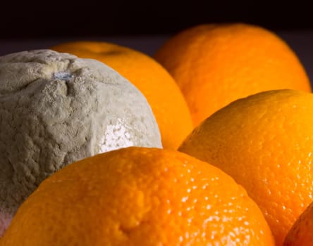 Green mouldy powder on the side of an orange among other oranges