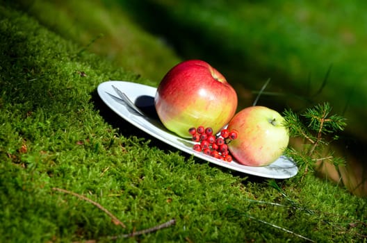 Forest Nature Food Moss Sun Outdoor