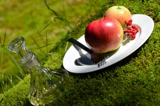 Forest Nature Food Moss Sun Outdoor