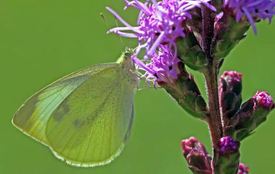 Pieris rapae [Lesser cabbage white]