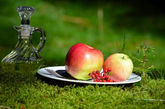 Forest Nature Food Moss Sun Outdoor