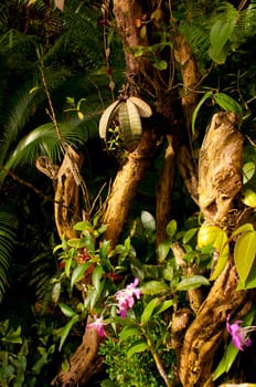 Dense Tropical Rain Forest With Flowers, Trees, Ferns and Plants