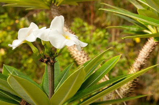 White Flower in Dense Tropical Rain Forest