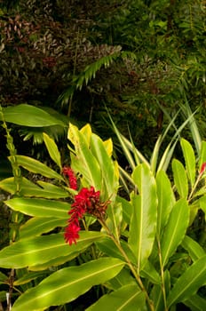Dense Tropical Rain Forest With Flowers, Trees, Ferns and Plants