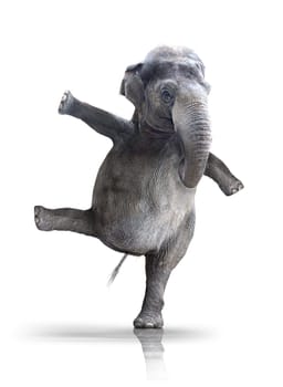 elephant,elephant,dance,ballerina,dancer,animal,animals,animal pictures