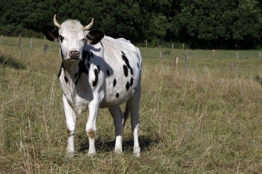 Black & White Cow