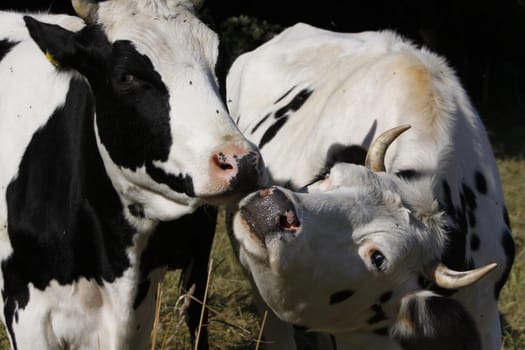 Cuddling cows