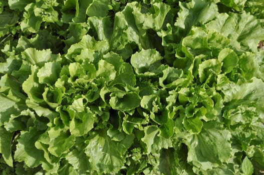 Green salad plant useful as a background