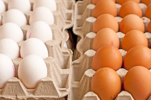 Egg
