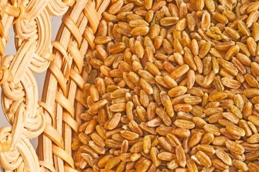 Unripe spelt grain