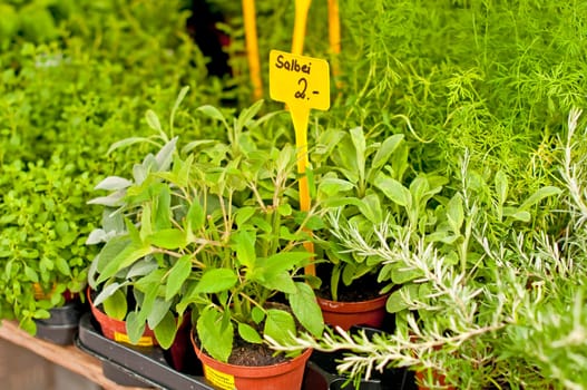 Herbs