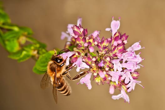 Bee on marjoram flower
