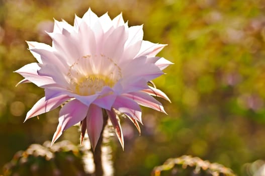 flowering Echinopsis eyriesii