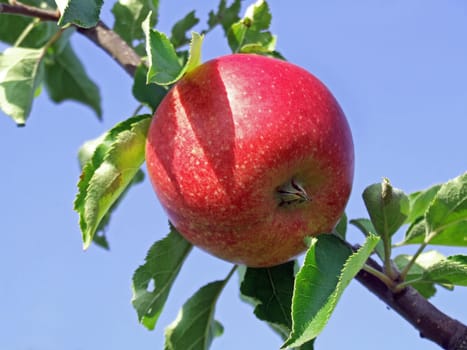 Apples without (New York)