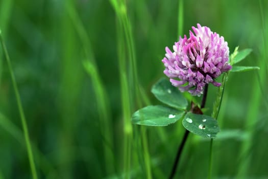 Clover blossom after the rain