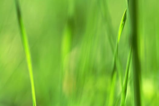 Background - Fine soft lines in green