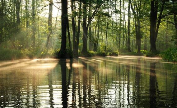 In the morning in the Spreewald...