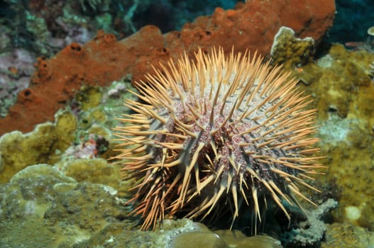 Crown-of-thorns feed exclusively on stony corals. If many emerge in the reef,the corals are white after a short time. ( The starfish eats only stony corals by climbing on them,putting his stomach over them and using the digestive enzyme