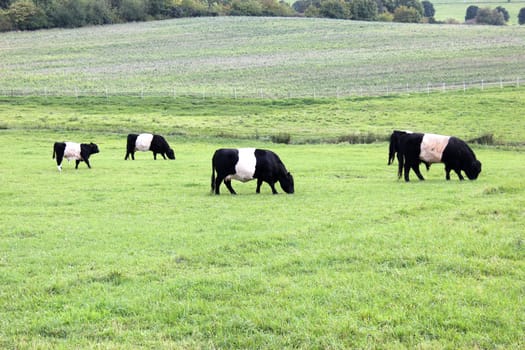 Belted Galloways