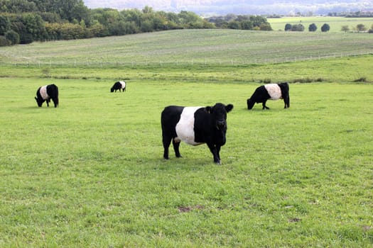 Belted Galloways