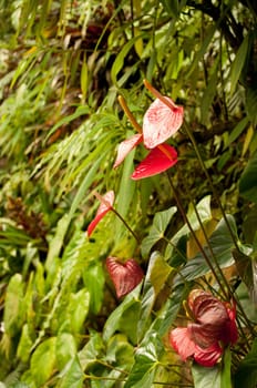 Anthurium Red (Flamingo Flower, Boy Flower) in Dense Tropical Rain Forest