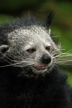 Binturong (Creeping Cat Southeast Asia)
