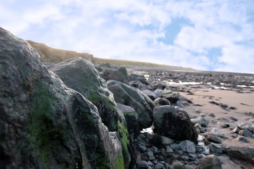 sea weed covered rocks on beale beach co kerry ireland on a cold winters day