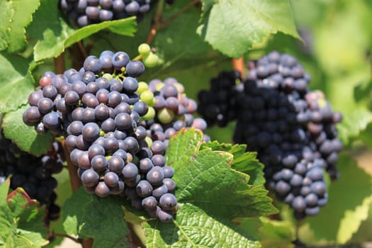 bunches of grapes on vines in a vineyard before harvest