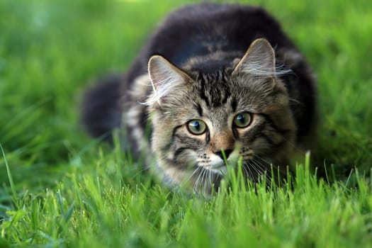 Young cat lying in wait