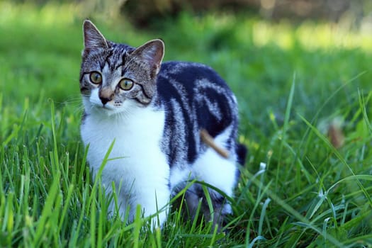Young cat in the grass