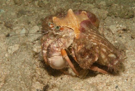 Hermit crab