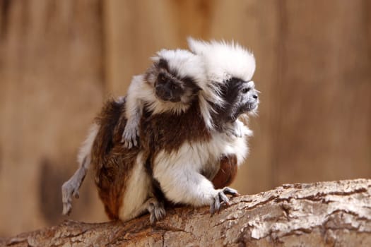 Liszt monkey with cub