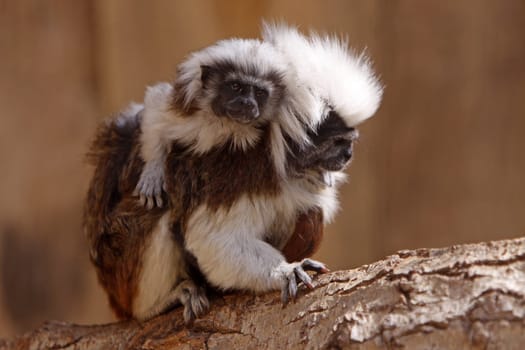 Liszt monkey with cub