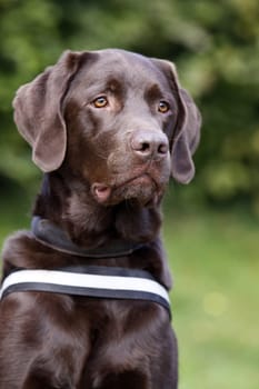 Brown Labrador