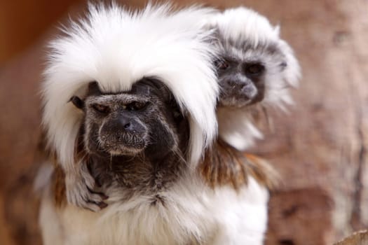 Liszt monkey with cub