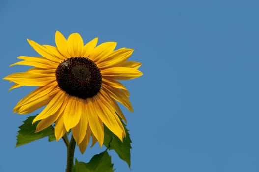 Closeup of sunflower against blue sky