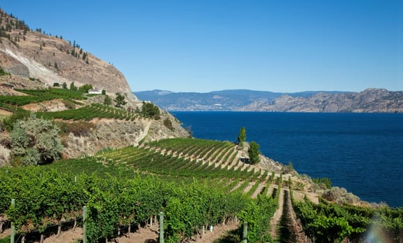 Scenic view of vineyard with lake and mountains