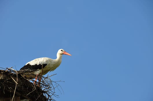 Stork