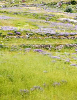 Background texture of lush green grass on a hillside of lava rock with sprinkling of lavenders, violets, blue bells, dry walling, primroses portrait crop space and copy area