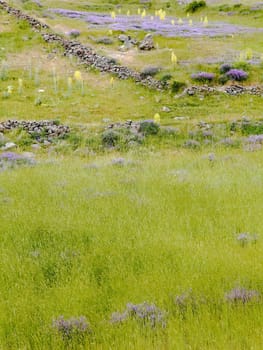 Background texture of lush green grass with sprinkling of lavenders, violets, blue bells, dry walling, primroses portrait crop space and copy area