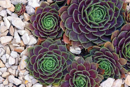 Sempervivum heuffelii